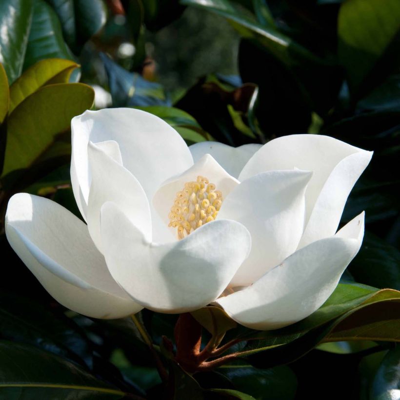 Magnolia persistant D.d. blanchard - Magnolias grandiflora (Flowering)