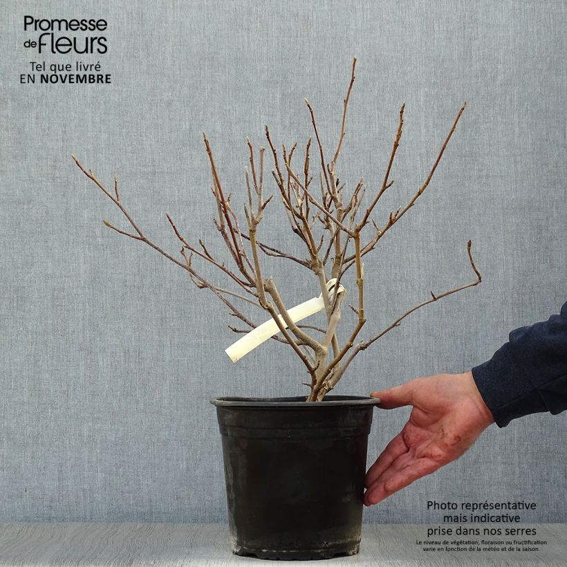Example of Magnolia soulangeana  - Magnolia de Soulange Pot de 3L/4L as you get in automne