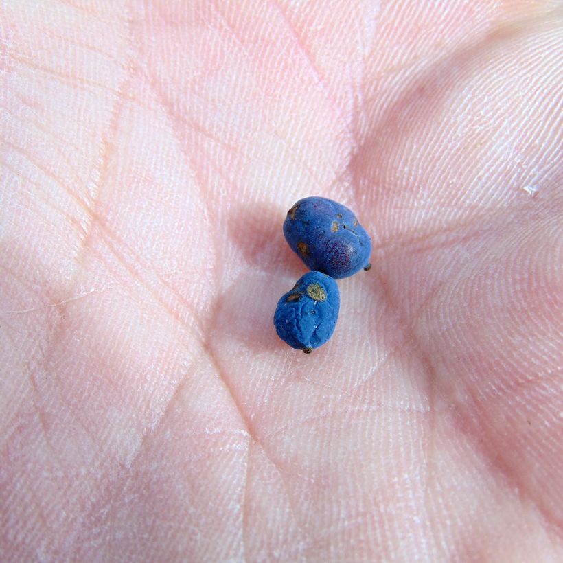 Mahonia Soft Caress - Mahonia hybride (Harvest)