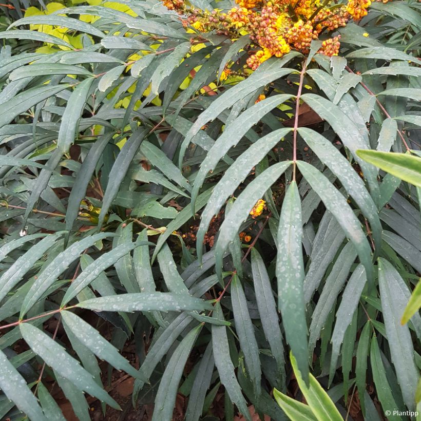 Mahonia Volcano (Foliage)