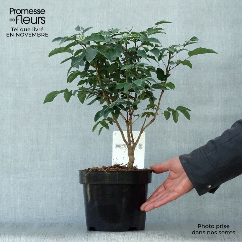 Example of Mahonia aquifolium Pot de 2L/3L as you get in automne