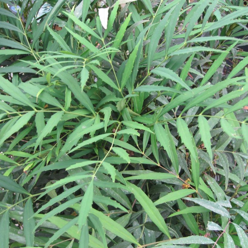 Mahonia confusa Nara Hiri - Mahonia hybride  (Foliage)