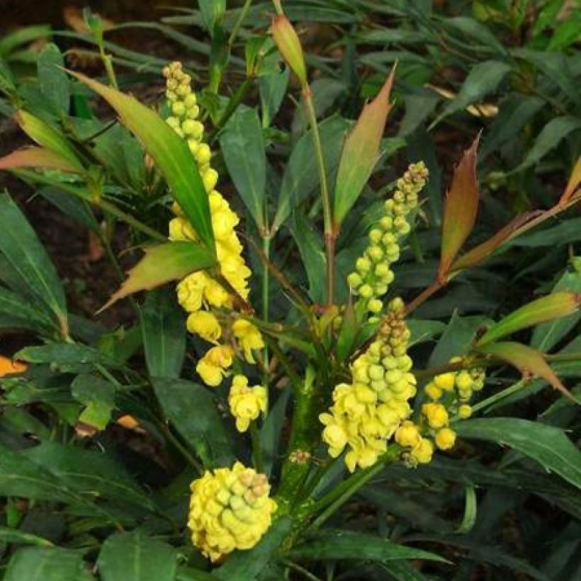 Mahonie à feuilles de houx - Mahonia eurybracteata Sweet Winter (Flowering)