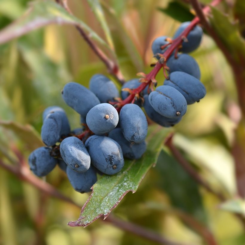 Mahonie à feuilles de houx - Mahonia eurybracteata Sweet Winter (Harvest)