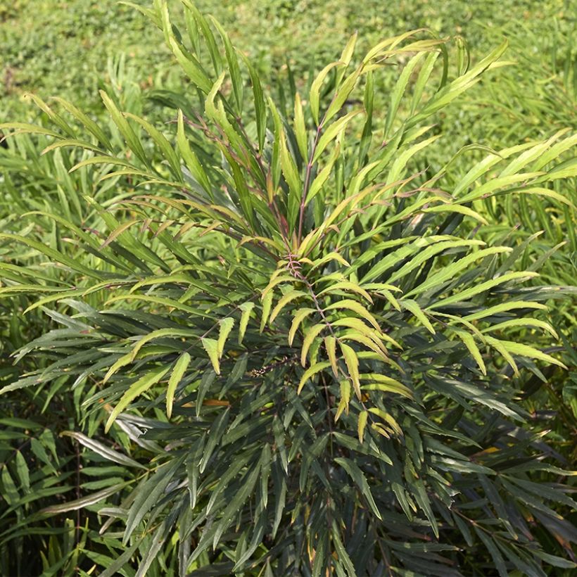 Mahonie à feuilles de houx - Mahonia eurybracteata Sweet Winter (Plant habit)