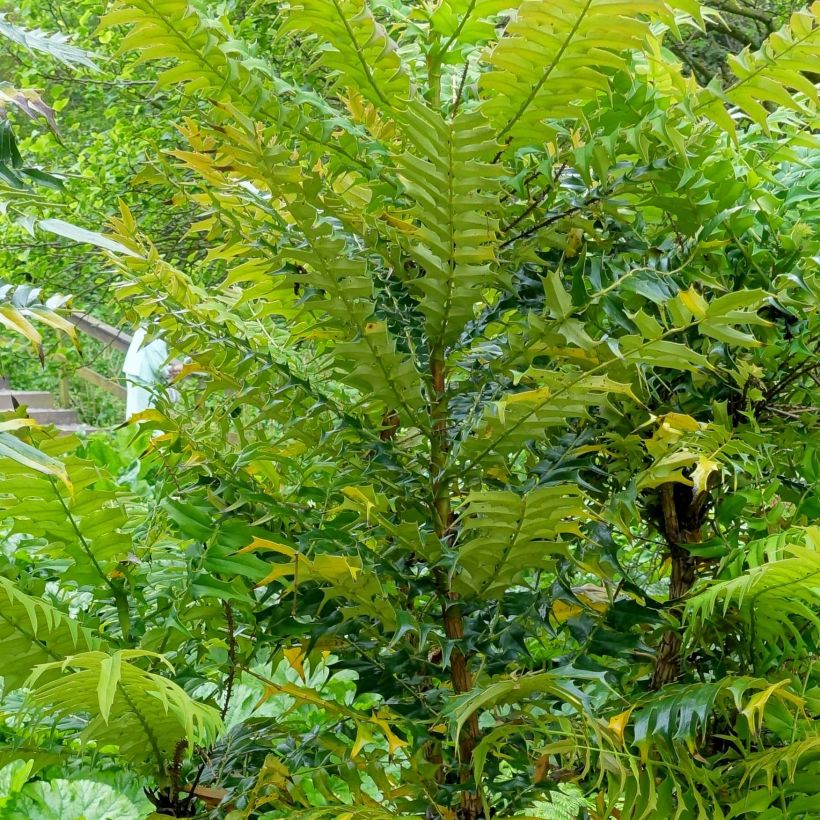 Mahonia oiwakensis subsp. lomariifolia   (Foliage)