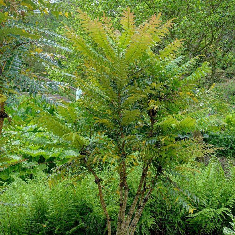 Mahonia oiwakensis subsp. lomariifolia   (Plant habit)