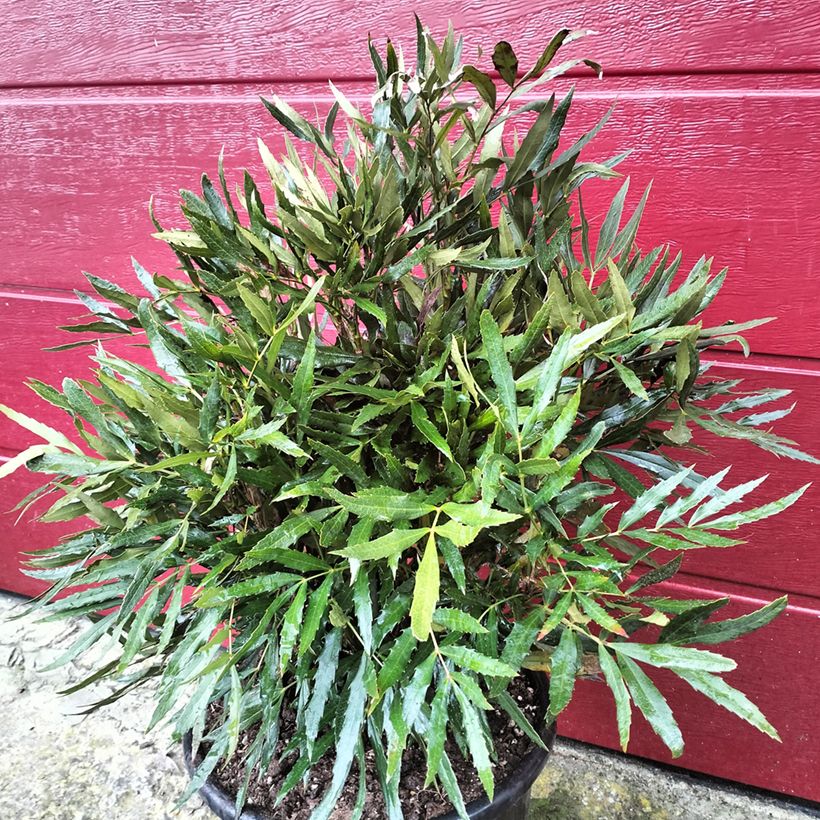 Mahonia sinensis - Mahonia de Chine (Plant habit)