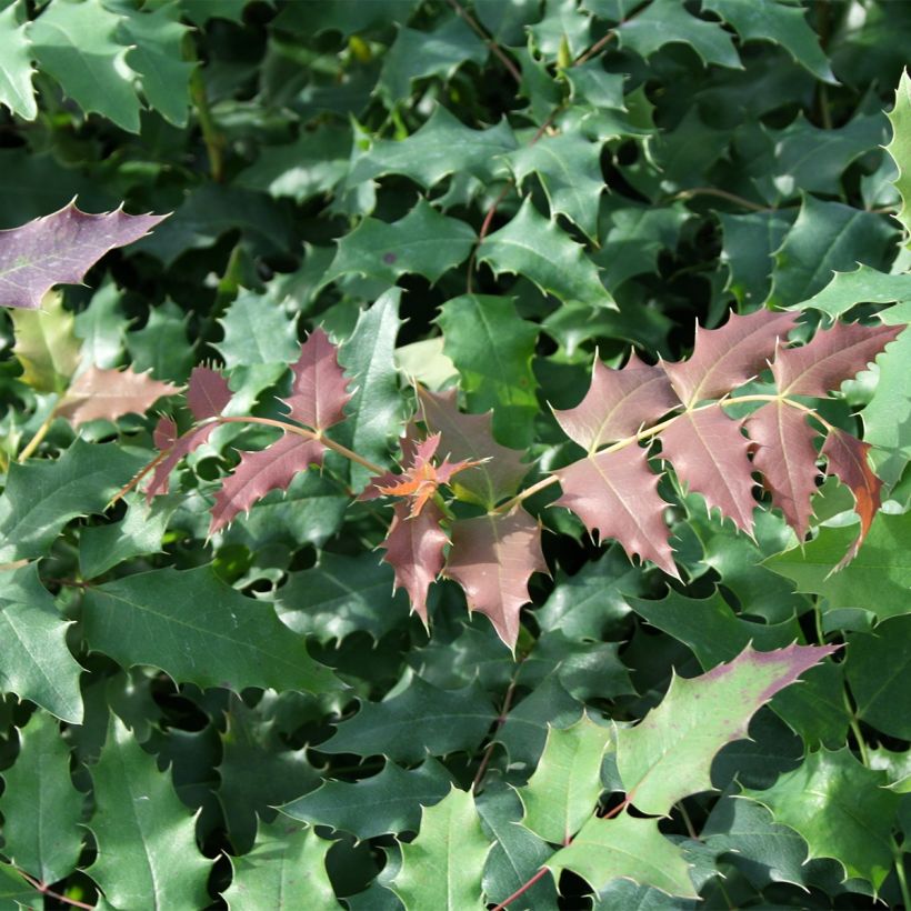 Mahonia (x) wagneri Fireflame  (Foliage)