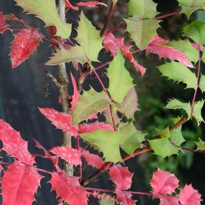 Mahonia (x) wagneri Pinnacle (Foliage)