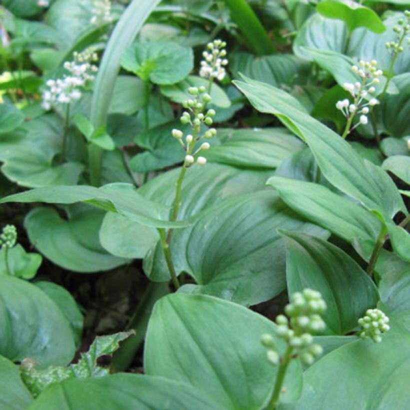 Maianthemum bifolium - Maianthème à deux feuilles (Flowering)