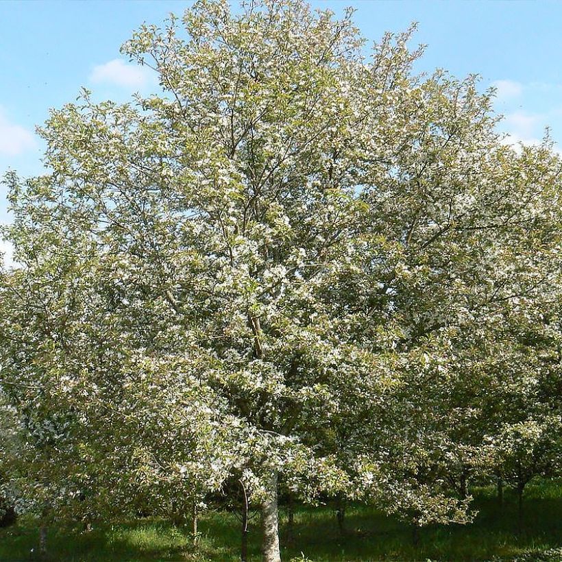 Malus Comtesse De Paris - Pommier d'ornement (Plant habit)