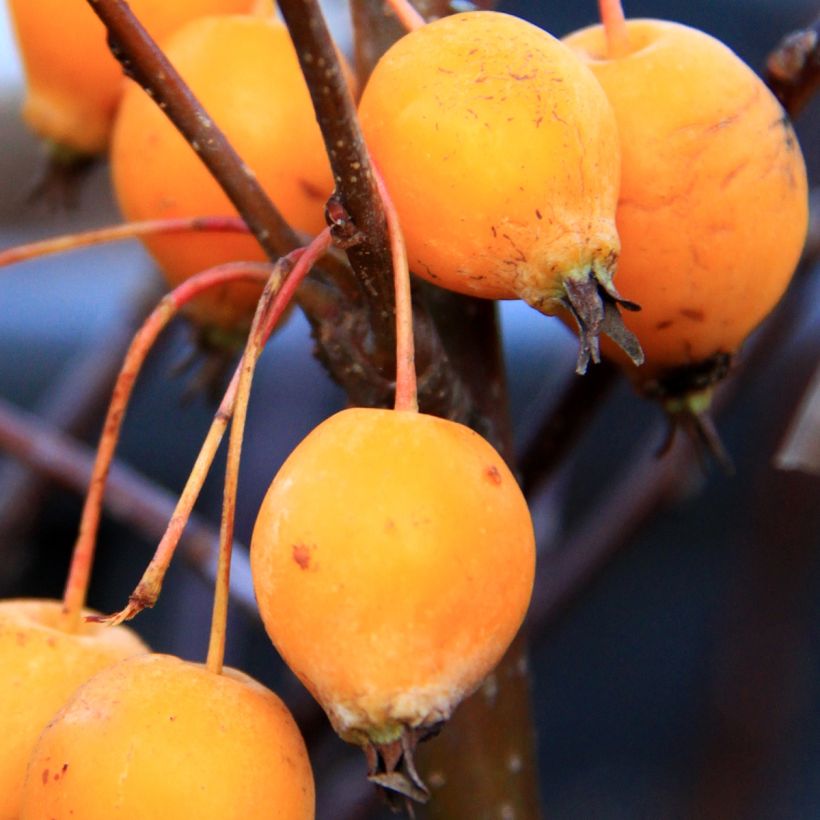 Malus Comtesse De Paris - Pommier d'ornement (Harvest)