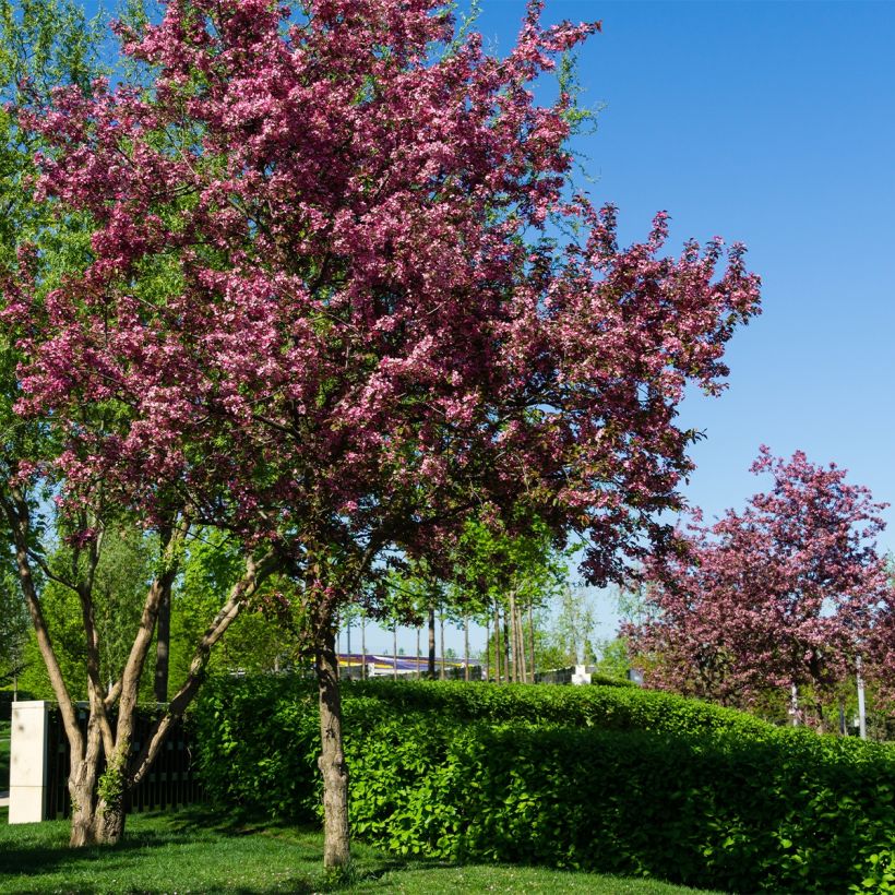 Pommier d'ornement - Malus Diable Rouge (Plant habit)