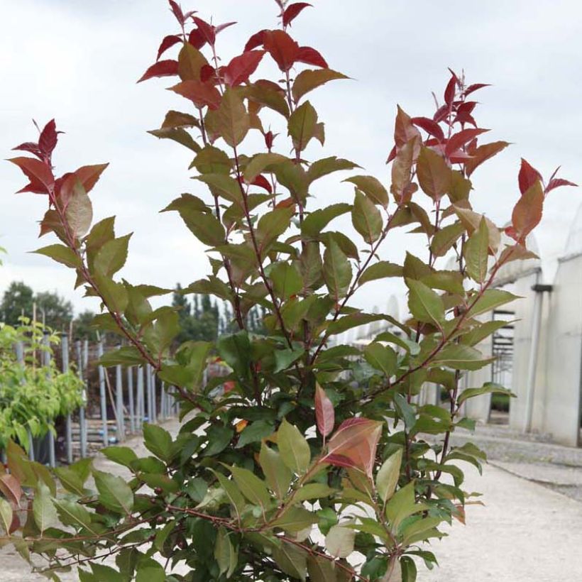 Pommier d'ornement - Malus Prairiefire (Foliage)
