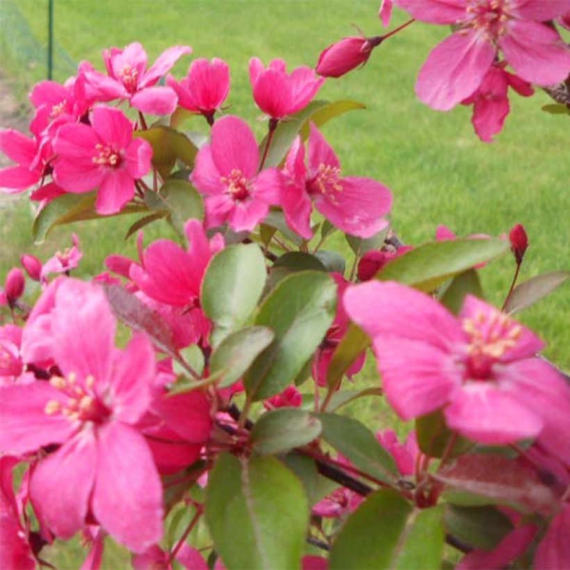 Pommier d'ornement - Malus Prairiefire (Flowering)