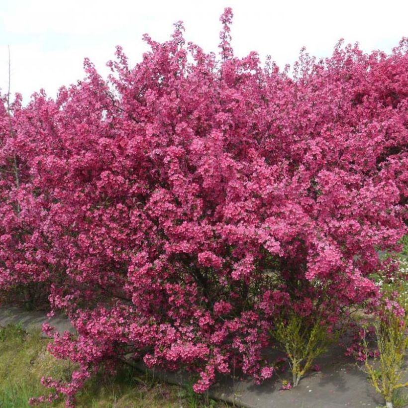Pommier d'ornement - Malus Prairiefire (Plant habit)