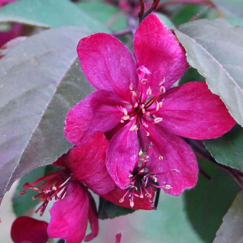 Pommier d'ornement - Malus Royalty (Flowering)