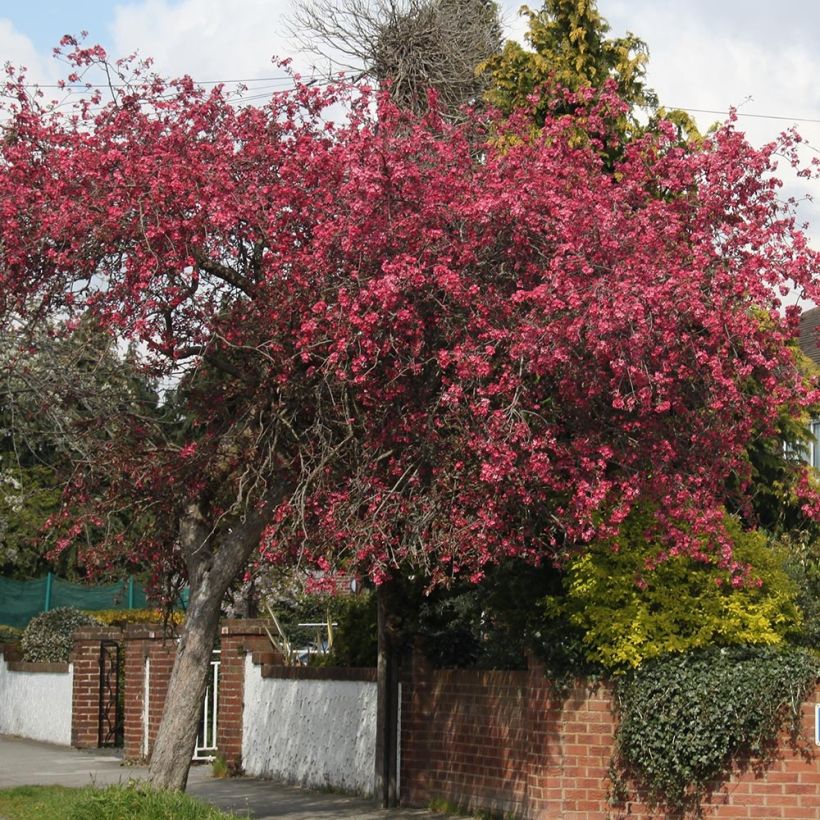 Pommier d'ornement - Malus Royalty (Plant habit)