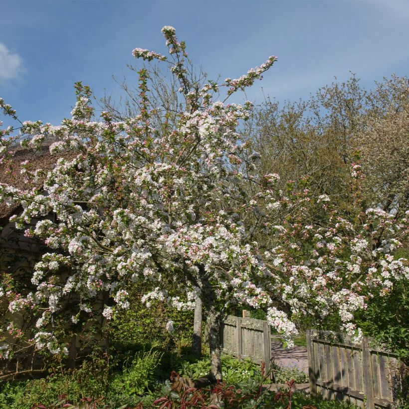 Pommier d'ornement - Malus Red Jewel (Plant habit)