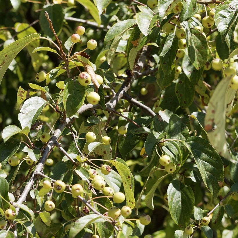 Malus Yellow Siberian - Pommier d'ornement (Foliage)