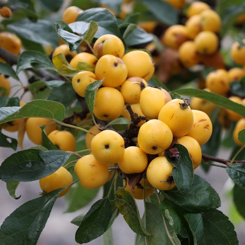 Malus Yellow Siberian - Pommier d'ornement (Harvest)