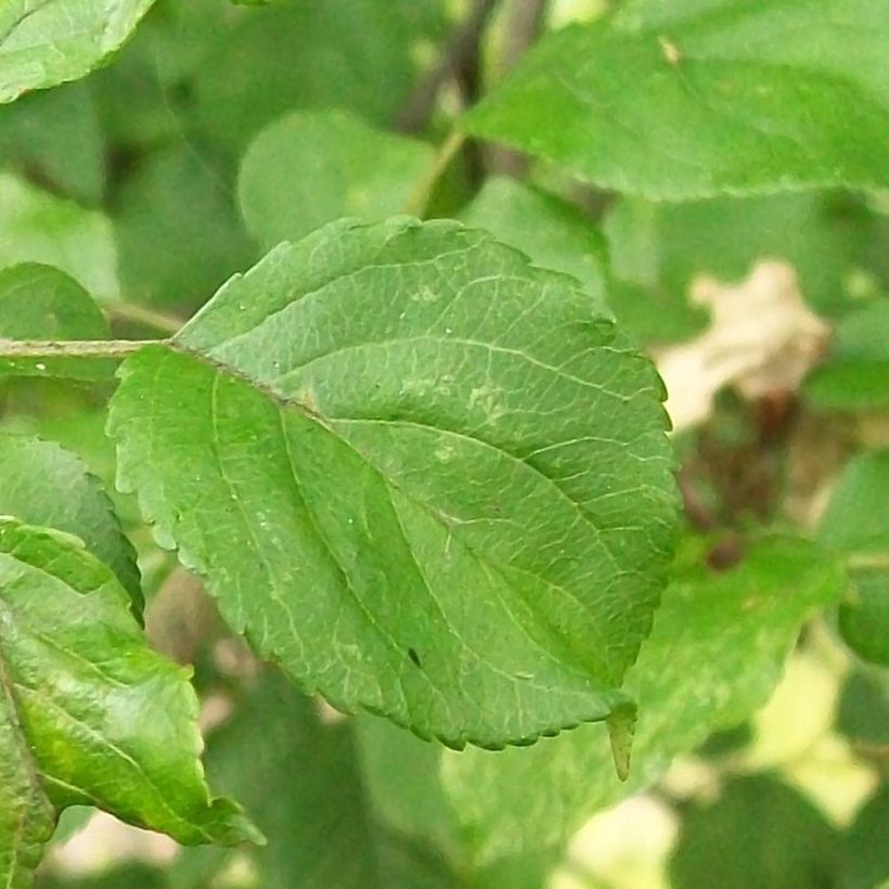 Malus sylvestris - Pommier sauvage (Foliage)