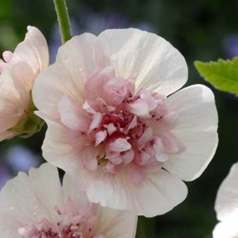 Alcalthaea Freedom (Flowering)