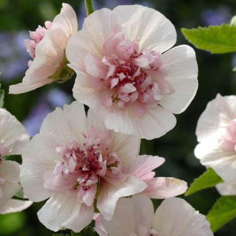 Alcalthaea Freedom (Plant habit)