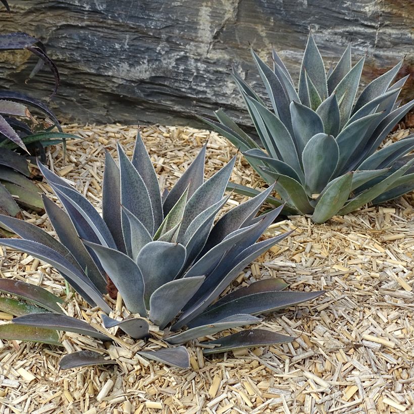 Mangave Mangavé Lavender Lady (Plant habit)