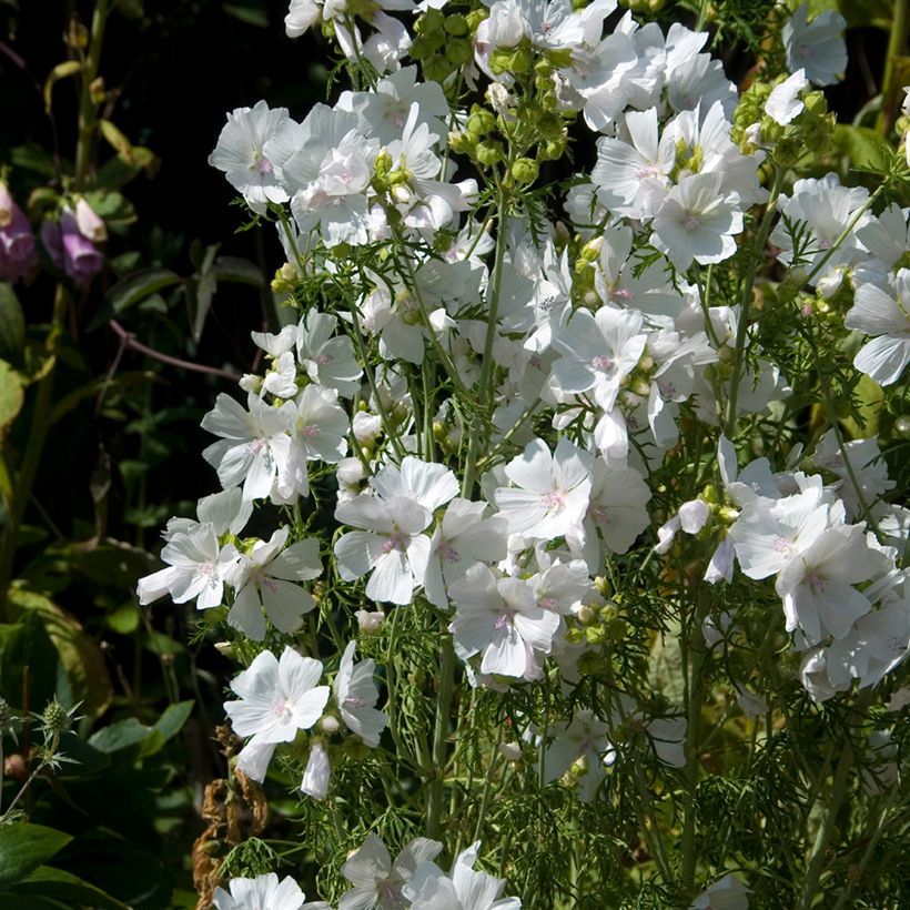 Mauve blanche - Malva moschata Alba (Plant habit)