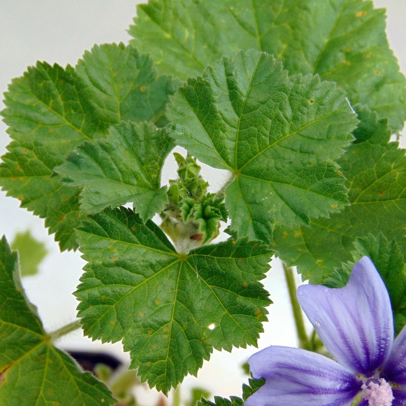 Mauve sylvestre - Malva sylvestris Primley Blue (Foliage)