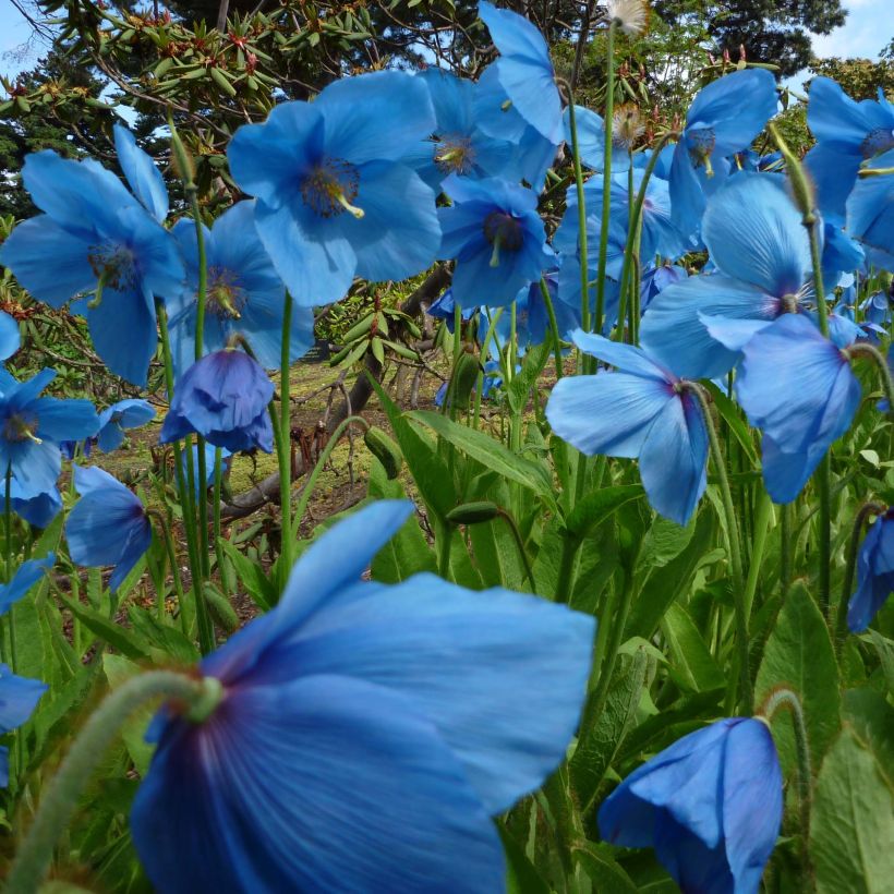 Pavot bleu de l Himalaya - Meconopsis betonicifolia (Plant habit)