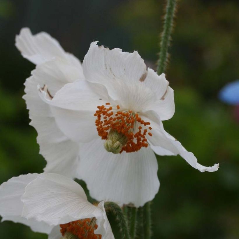 Pavot bleu de l'Himalaya - Meconopsis betonicifolia Alba (Flowering)