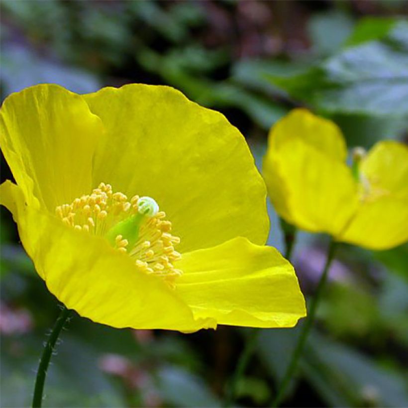Pavot du Pays de Galles - Meconopsis cambrica (Flowering)