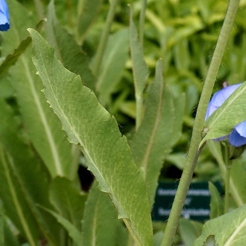 Meconopsis grandis – pavot bleu de l’Himalaya (Foliage)