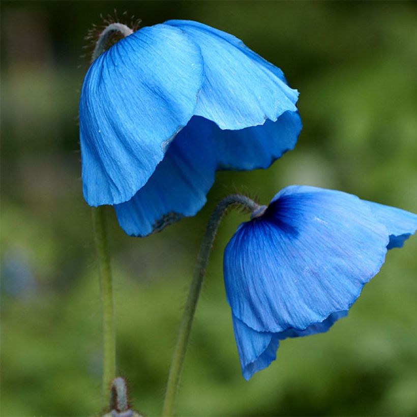 Meconopsis grandis – pavot bleu de l’Himalaya (Flowering)