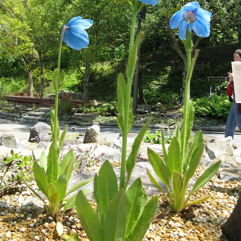 Meconopsis grandis – pavot bleu de l’Himalaya (Plant habit)