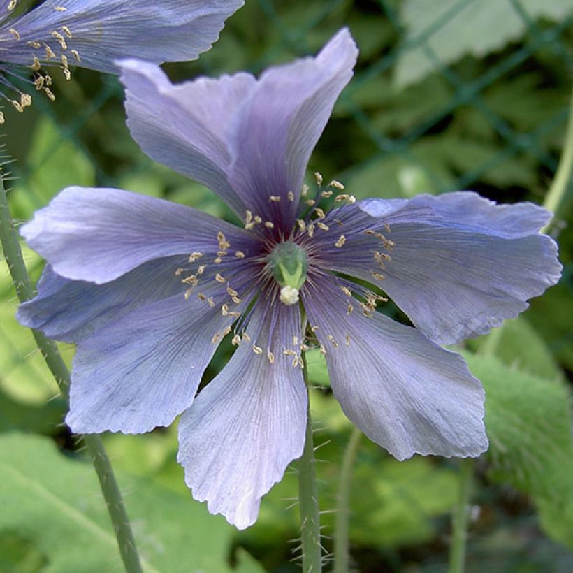 Pavot, Meconopsis horridula (Flowering)