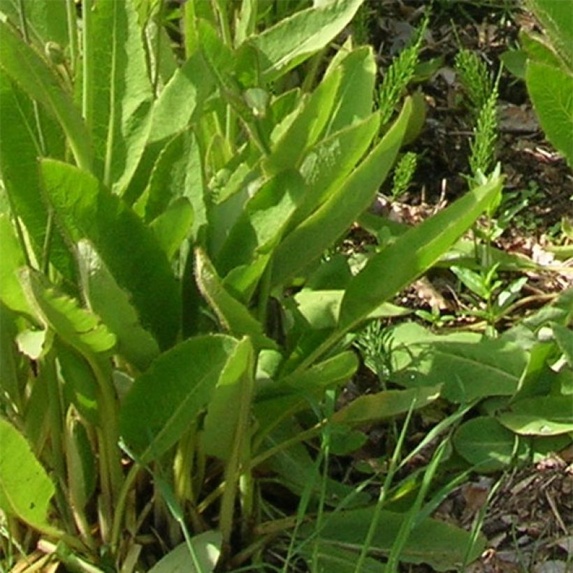 Pavot bleu - Meconopsis x sheldonii (Foliage)