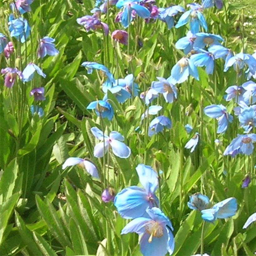 Pavot bleu - Meconopsis x sheldonii (Flowering)