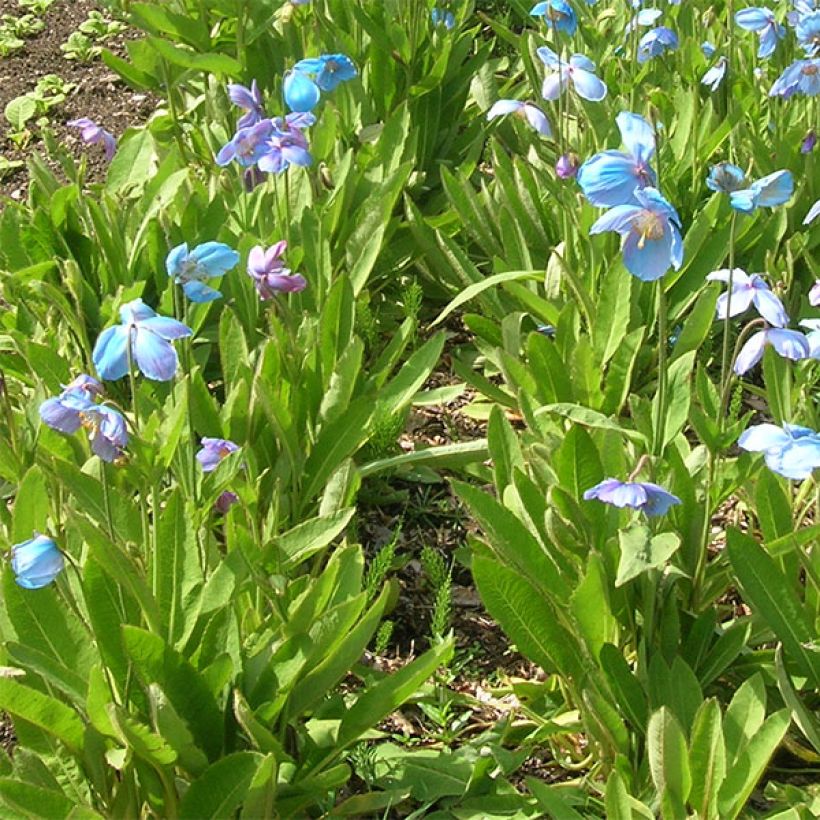 Pavot bleu - Meconopsis x sheldonii (Plant habit)