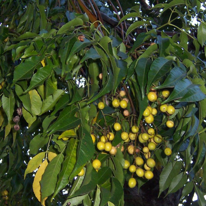 Melia azedarach - Margousier (Foliage)