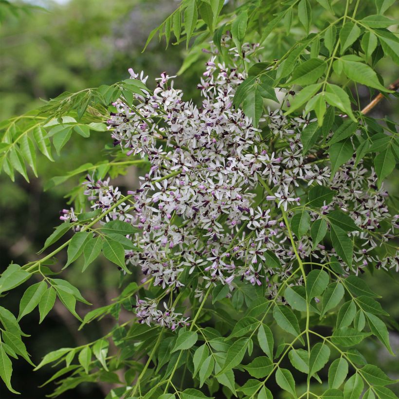 Melia azedarach - Margousier (Flowering)