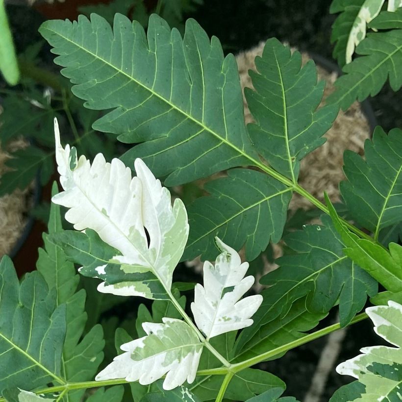 Melia azedarach Jade Snowflake - Margousier panaché (Foliage)