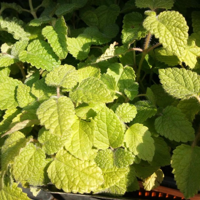 Mélisse goût d'orange - Melissa officinalis ssp. altissima (Foliage)