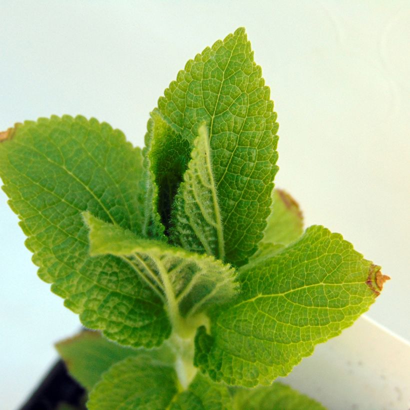Mélitte - Melittis melissophyllum (Foliage)