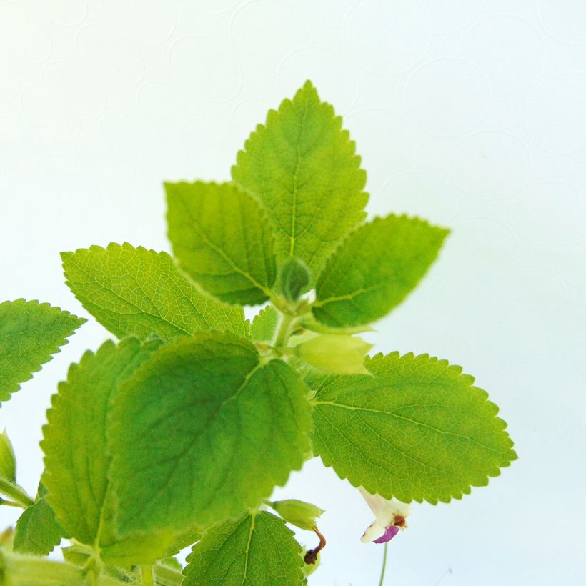 Mélitte - Melittis melissophyllum Royal Velvet (Foliage)