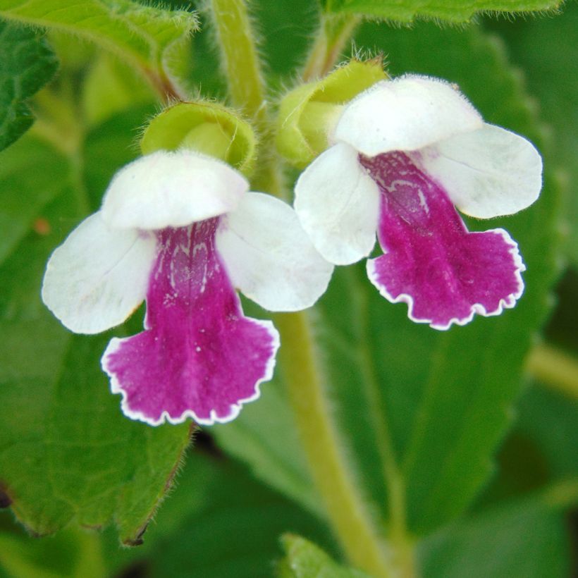 Mélitte - Melittis melissophyllum Royal Velvet (Flowering)