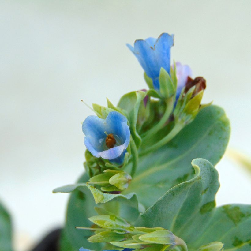 Mertensia maritima - Huître végétale   (Flowering)